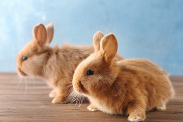 Two cute rabbits on wooden floor