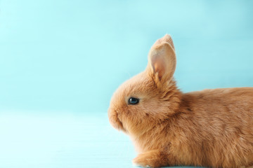 Cute fluffy bunny on blue background