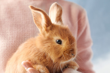 Cute red bunny in female hands