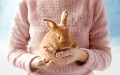 Cute red bunny in female hands