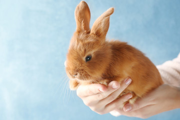 Cute red bunny in female hands