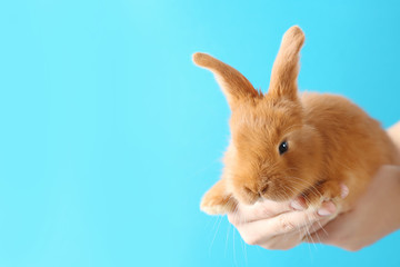 Female hands holding a cute foxy rabbit on blue background
