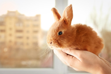 Female hands holding a cute foxy rabbit near the window