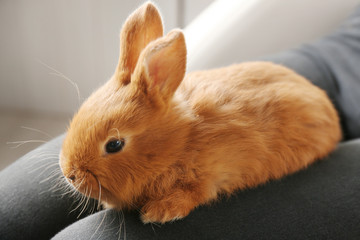 Obraz premium Cute fluffy rabbit on female lap