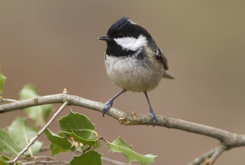 Obraz premium Coal tit. Periparus ater