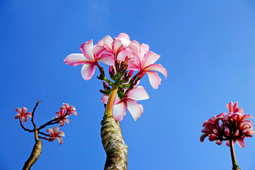 Pink Plumeria Sky Blue