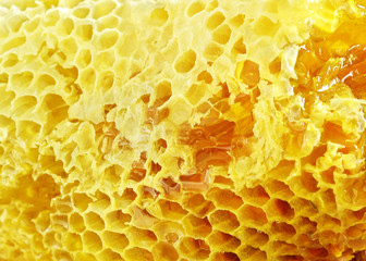 Close up of nature and fresh honeycomb