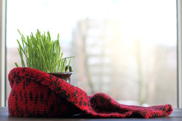 small green home lawn/ grass in a pot wrapped in a scarf against the window 