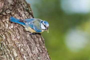 Blue tit holding a green caterpillar in its beak