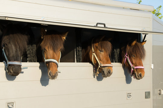 Pferdetransport