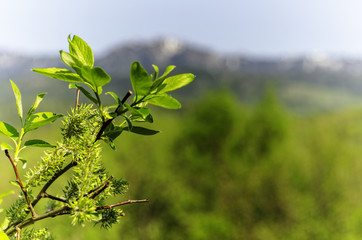Spring leaves - fresh young spring leaves