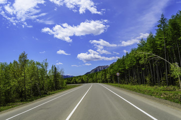 road in summer forest