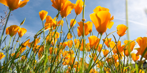 California Poppy flower in a field with the sun.