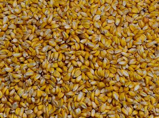 Closeup corn grains background