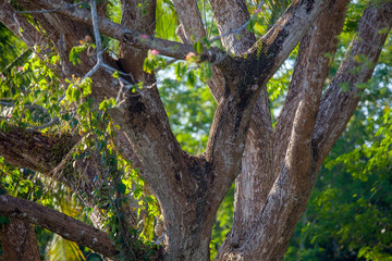 Fototapeta premium part of tree
