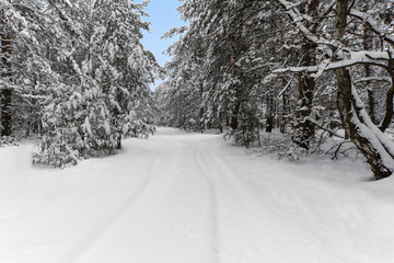 Fototapeta premium Snowy road in the winter woods on a background of clear sky.