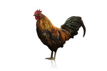 rooster white background