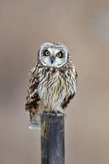owl, too cute owl is on the post