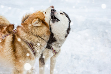 Two dogs harnessed to a sledge Laika Husky playing kissing fight. White snowe nature background