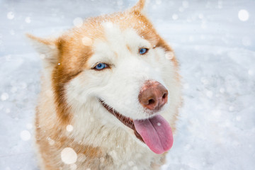Sly pleased cheerful dog Siberian Laika breed ( Husky ) face looking at the camera and smiling. Snow natures in the background. Fresh mountain air. Cool winter mood