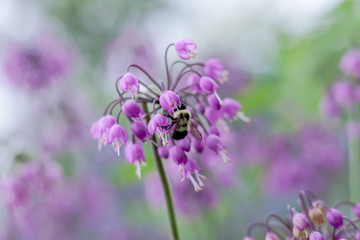 Delicate Nodding Onion flower in light purple (Allium cernuum) with bumble bee feeding