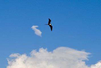 Obraz premium View of a frigatebird in flight in the Galapagos Islands in Ecuador.