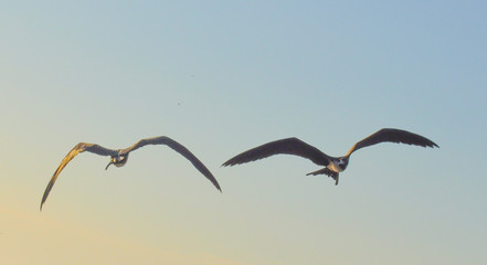 Naklejka premium Closeup view of two frigatebird in flight in the Galapagos Islands in Ecuador.