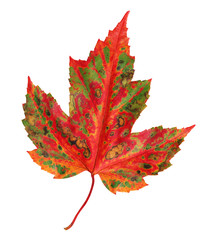 autumn maple leaf isolated on a white background