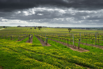 Fototapeta premium Moody Vineyard