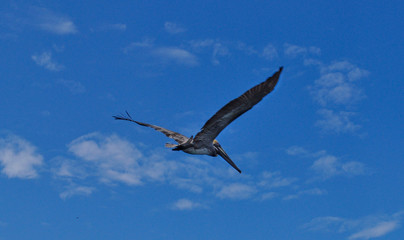 Pelican in Puerto Lopez, Ecuador