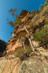 Eucalyptus tree growing on rough rocky surface