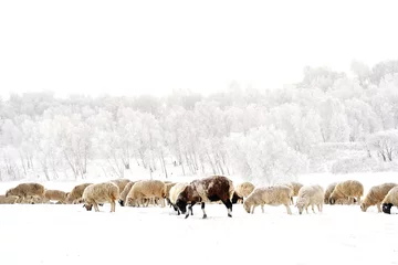 Papier Peint photo Lavable Moutons troupeau de moutons dans la neige, groupe de moutons et givre sur l& 39 arbre un hiver