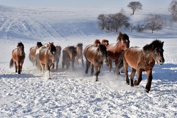 horse running, horse racing on the snow, china