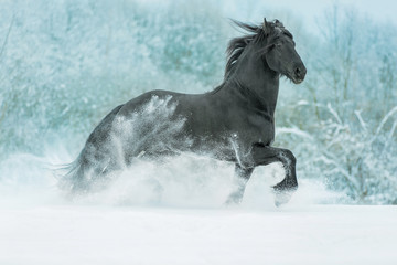 Naklejka na ściany i meble Beautiful black stallion running in winter.