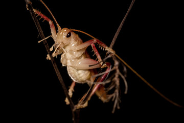 The little grasshopper.