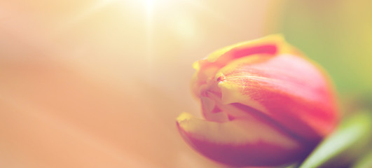 close up of tulip flower