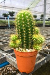 Cactus with in gravel pot and blurred background