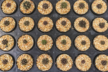 row of cactus in gravel pot, orderly concept
