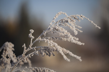Natura w zimie © Rafal Kucharek