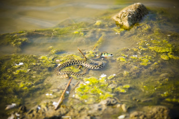A water snake in the process of eating a fish.