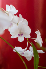 White orchids, red wall.
