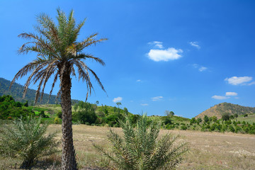 Obraz premium palm during sunny,Beautiful natural.