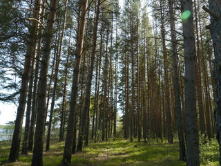 Pine forest in summer