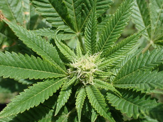 Marijuana Plant Outdoors with White Hairs