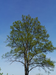 Spring tree on blue sky background