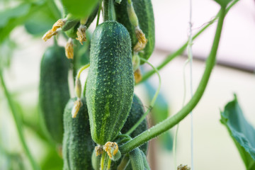 growing cucumbers in the garden

