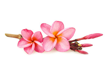 Tropical flower frangipani isolated on white background