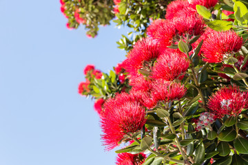 red Pohutukawa tree flowers with blue sky and copy space