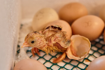 Newborn little yellow chicken in the incubator
