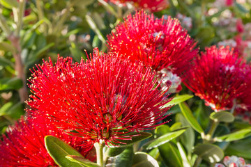 detail of red Pohutukawa tree flowerheads in bloom